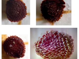 Img.VTax2328.Ex1.Img1