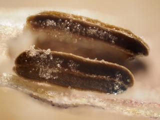 Img.VTax2347.Ex2.Img3