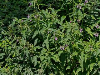 Img.VTax2350.Ex1.Img1