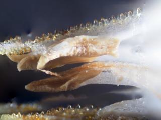 Img.VTax2350.Ex2.Img11