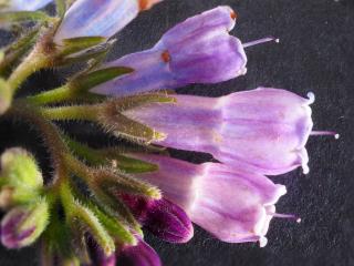 Img.VTax2350.Ex2.Img12