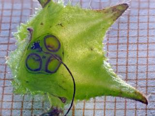 Img.VTax2350.Ex2.Img14