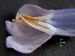 Img.VTax2350.Ex2.Img6