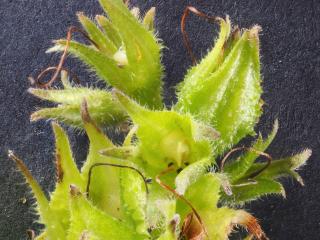 Img.VTax2350.Ex2.Img7