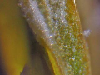 Img.VTax2376.Ex3.Img4