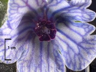 Img.VTax2376.Ex3.Img5