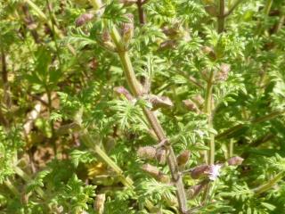 Img.VTax2384.Ex3.Img2