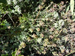 Img.VTax2400.Ex1.Img1