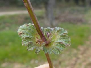 Img.VTax2429.Ex2.Img1