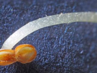 Img.VTax2432.Ex3.Img3