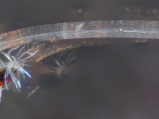 Img.VTax2433.Ex2.Img1