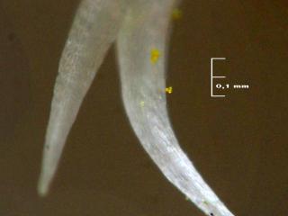 Img.VTax2433.Ex2.Img9