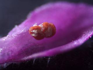 Img.VTax2446.Ex3.Img4