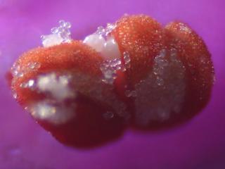 Img.VTax2446.Ex3.Img5