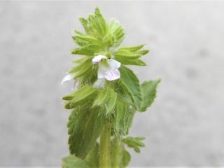 Img.VTax2448.Ex1.Img1