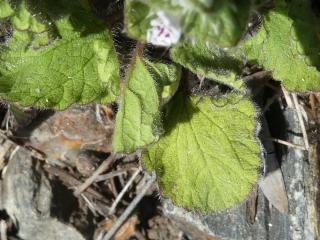 Img.VTax2449.Ex1.Img1
