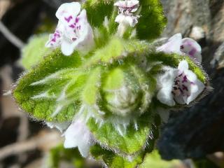 Img.VTax2449.Ex1.Img3