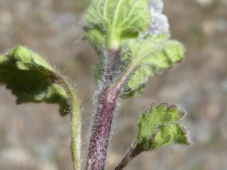 Img.VTax2449.Ex1.Img6