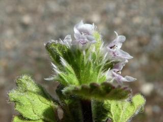 Img.VTax2449.Ex1.Img7