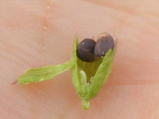 Img.VTax2451.Ex2.Img3