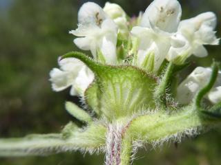 Img.VTax2462.Ex1.Img7