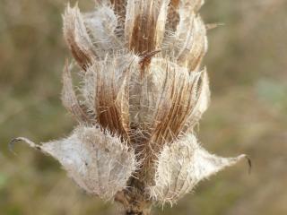Img.VTax2463.Ex1.Img3