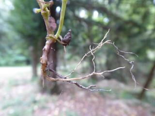 Img.VTax2463.Ex2.Img3
