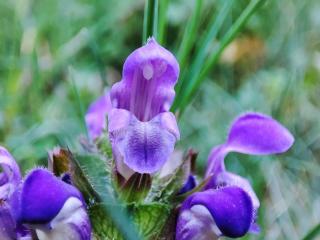 Img.VTax2464.Ex1.Img3