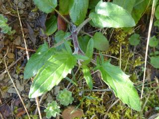 Img.VTax2464.Ex2.Img1