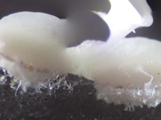 Img.VTax2464.Ex4.Img10