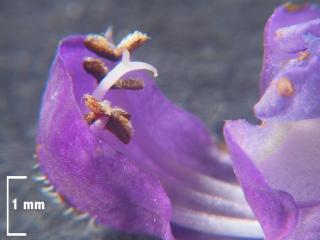 Img.VTax2464.Ex4.Img11