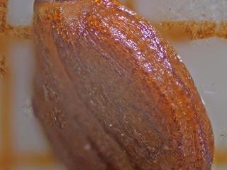 Img.VTax2464.Ex4.Img3