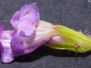 Img.VTax2464.Ex4.Img6