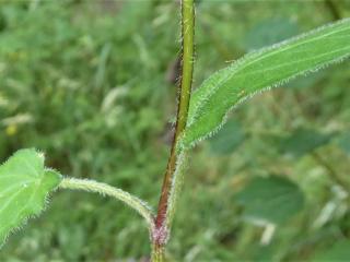 Img.VTax2466.Ex1.Img3
