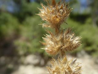 Img.VTax2478.Ex3.Img8