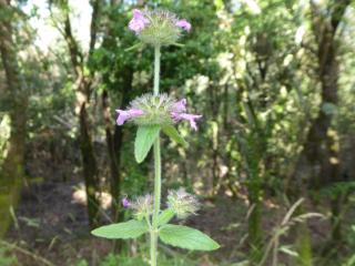 Img.VTax2478.Ex3.Img9