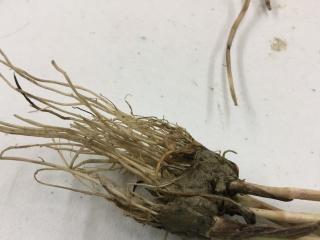 Img.VTax253.Ex1.Img1