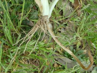 Img.VTax253.Ex1.Img5