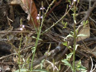 Img.VTax2540.Ex2.Img3