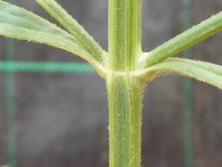 Img.VTax2540.Ex2.Img6