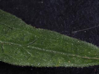 Img.VTax2540.Ex3.Img6