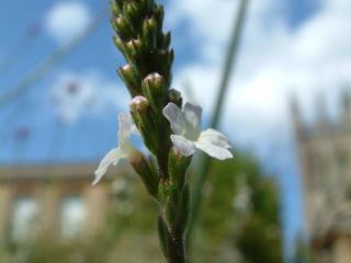 Img.VTax2540.Ex3.Img7