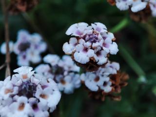 Img.VTax2542.Ex1.Img3
