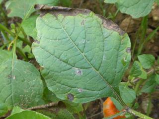 Img.VTax2553.Ex1.Img2