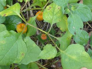 Img.VTax2553.Ex1.Img5