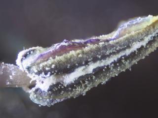 Img.VTax2553.Ex2.Img1