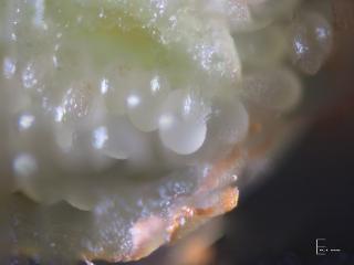 Img.VTax2553.Ex2.Img3