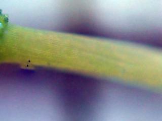 Img.VTax2567.Ex2.Img2