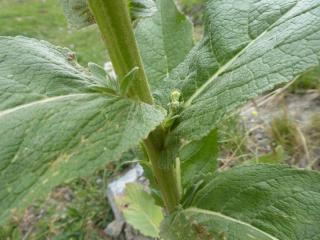 Img.VTax2588.Ex1.Img3