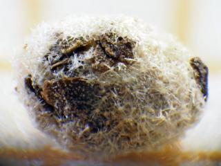 Img.VTax2588.Ex3.Img5